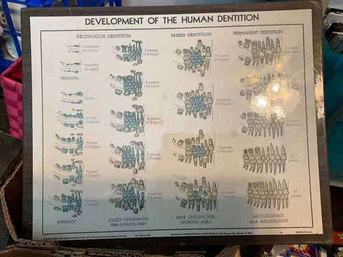 Vintage 1944 Development of the Human Dentition Wall Chart Dentist Dental GUC