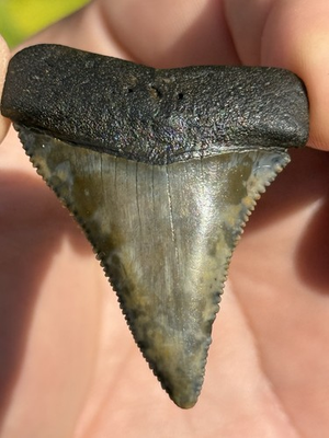 #ad Insanely Colored Rare great white shark tooth 2.10inches In Length 100% Real $250.00