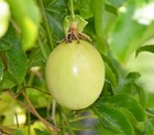 Yellow Passion Fruit Vine Self Pollinating Seedling