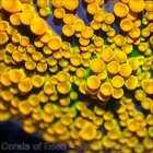 Corals of Eden ~ NON WYSIWYG Live Coral Frag ~ King Kong  Mushroom Coral .5'' — photo 4