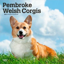 Pembroke Welsh Corgis 2026 12x24" (Hanging) Square Wall Calendar | Plastic-Free
