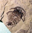 Near complete 3cm Balteurypterus tetragonopthalmus; Upper Silurian, Ukraine