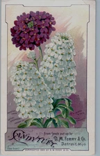 Victorian Trade Cards 1889 D.M. Ferry & Co., Candytuft Seeds, Detroit, MI