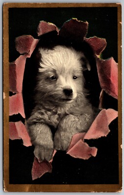 white fluffy puppy dog breaking through paper Manfield OH 1909 Postcard