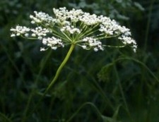 PIMPINELLA ANISUM - ANICE VERDE, 100 SEMI SELEZIONATI