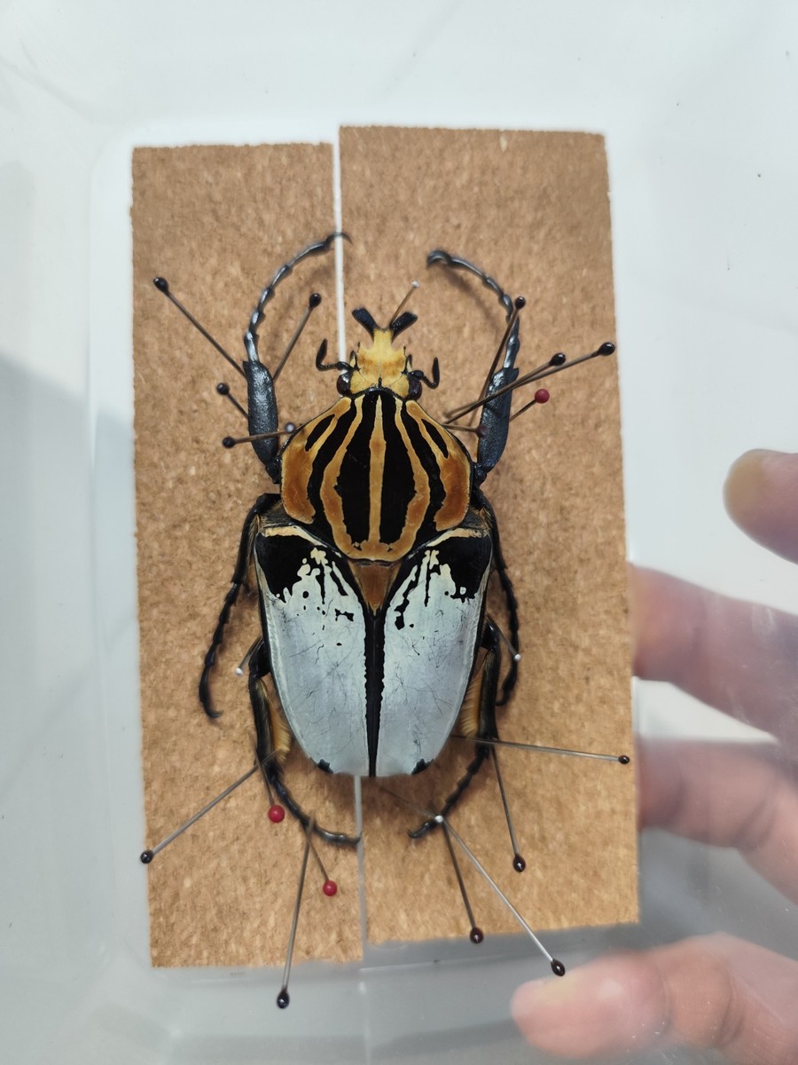 goliathus cacicus 68mm wild specimen | eBay