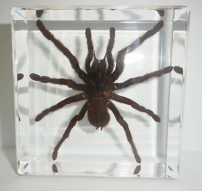 Aranha Gigante (Giant Spider) · Tenth Edition (10E) #267