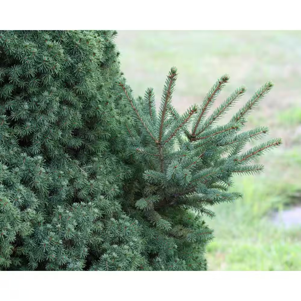 1 Gal. Dwarf Alberta Spruce Shrub Aromatic and Soft Evergreen Foliage, Almost No