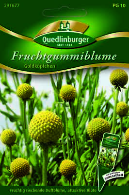 Fruchtgummiblume "Goldkpfchen" Quedlinburger Premium Saatgut | eBay.de