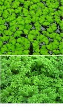 Schwimmpflanzen 2x Teichpflanzen wasserreinigend blühend winterhart Deko Pflanze