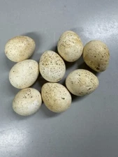 Set of 8 Empty Blown Speckled / Spotted Wild Turkey Eggs - One is Cracked*