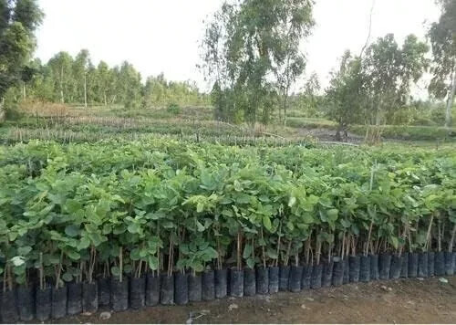 Red Sandalwood Seeds (250gm) Pterocarpus Santalinus Lal Chandan | Raktachandan l - Picture 5 of 5