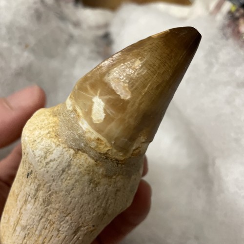 Mosasaurier und Wurzel Marokko 73-65 Millionen Jahre alt - Bild 7 von 12