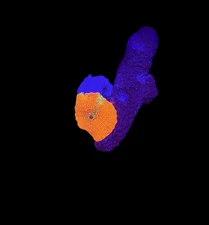 WYSIWYG Candy Crush Mushroom Discosoma 1” – Live Saltwater Coral Frag
