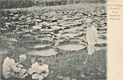 Argentinien ~ Victoria Regia Florencia Chaco-Water Lilie ~ 1900s Rosauer Foto