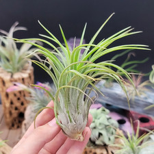 Tillandsia Victoria Air Plant Real Live Bromeliads
