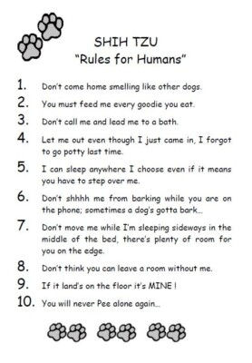 Shih Tzu ''Rules for Humans'' - CUSTOM MATTED - Dog Art Print : GIFT