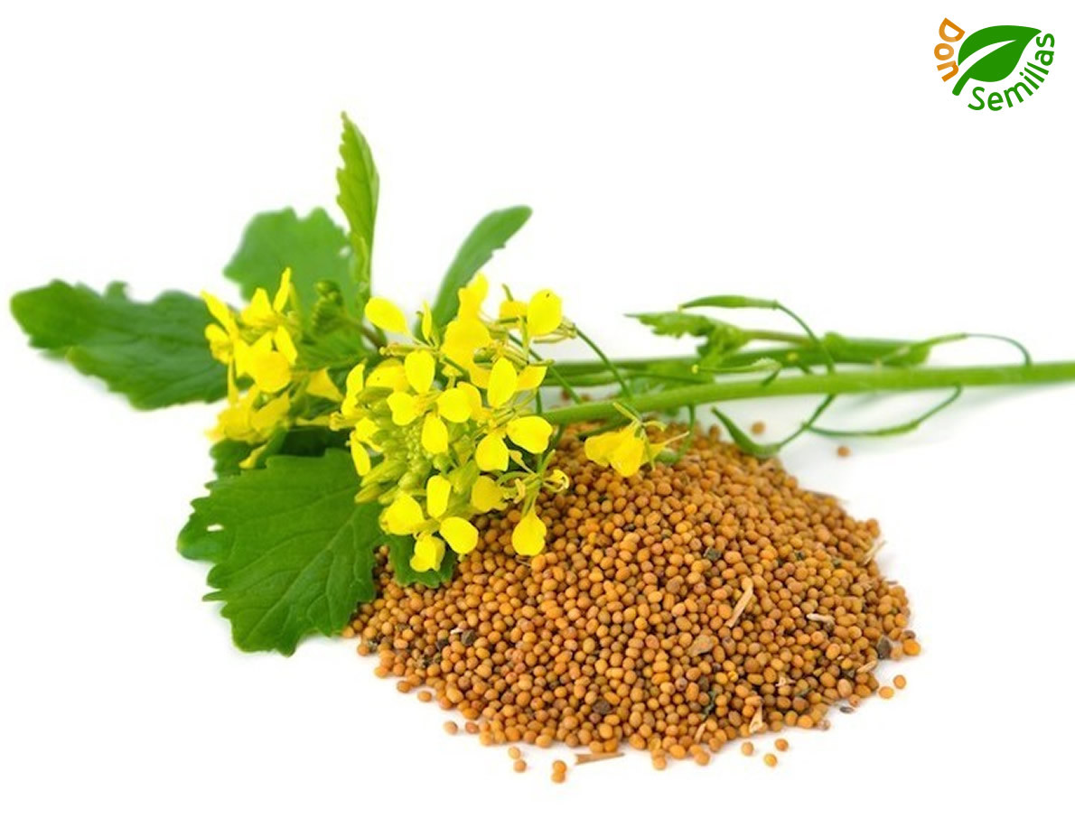 Mostaza Blanca ( Sinapis alba ) 2.000 semillas seeds aromática abono verde