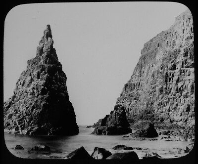 ANTIKES magisches Laternendia SCHWARZSCHNABELMÖWENNESTER AUF KLIPPEN UM 1890 FOTO VÖGEL