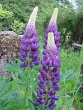 20 graines de lupin violet (bio)