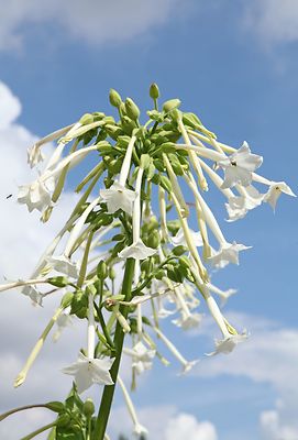 SAMEN der weiße DuftTabak ergänzt sich gut mit hochstämmigen