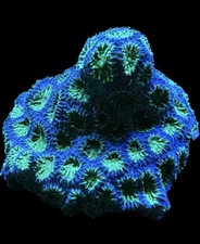 Live Coral Leptastrea Blue Green