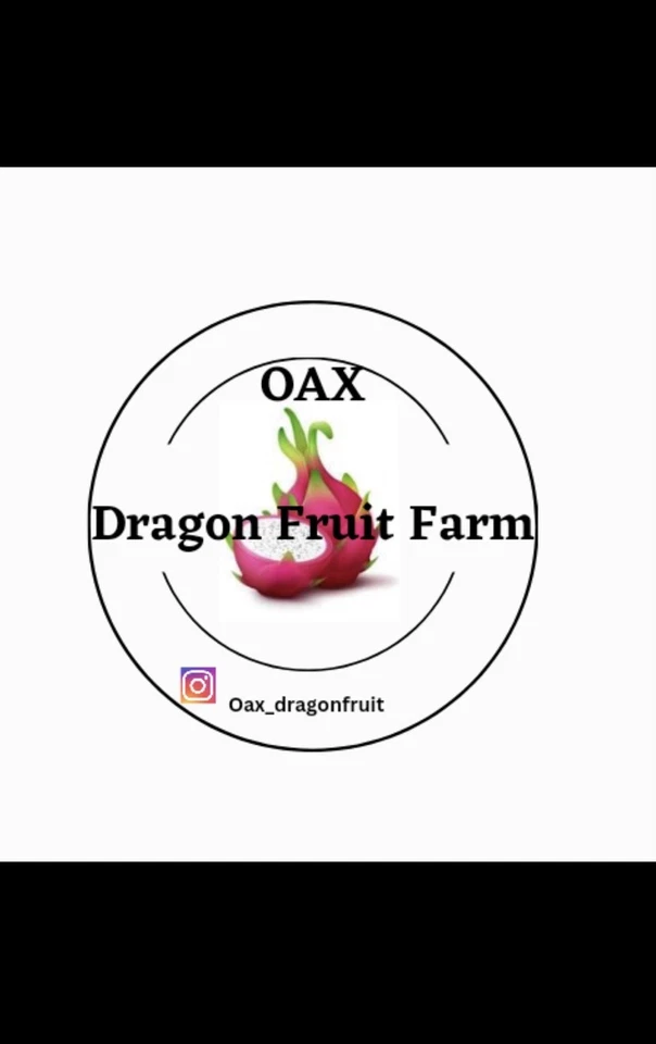 Esquejes de fruta de dragón maduros “AMELIE” Foto 3 de 4