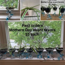 Various Live potted indoor plants