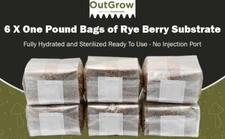 6-Pack Sterilized Rye Berry Grain Spawn Bags – 1 lb Each (No Injection Ports)