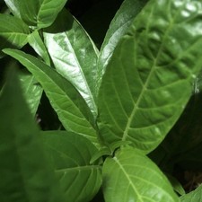dried insulin leaves .