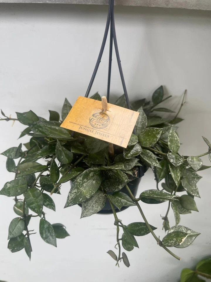 Hoya Lacunosa Splash Fiore di cera foto reali pianta grassa pianta da intenro - Immagine 3 di 3