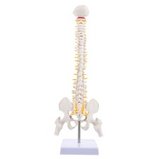 1Pc Human Bone Tailbone Pelvis Model with Tailbone Vertebrae and Pelvis