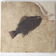 Priscacara ~5.5" Fossil Fish - 18 Inch Layer Eocene - Green River - Kemmerer, WY