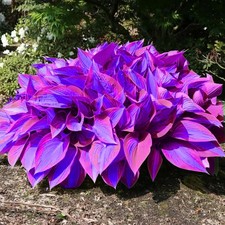 200Pcs Rare Blue Purple Hosta Seeds Perennial Shade Plant for Outdoor Garden