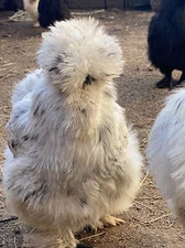 6 Show Quality Silkie Chicken Fertile Hatching Eggs,all Colors,Bearded & Crested