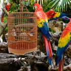 Bird Cage Pet Birdcage Traveling for Birds Round Parakeet Habitat