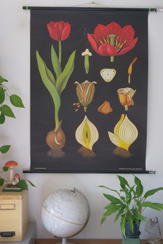 VINTAGE | SCHOOL WALL MAP TULIP TULIP TULIPAN YOUNG CHEF QUENTELL | SCHOOL CHART