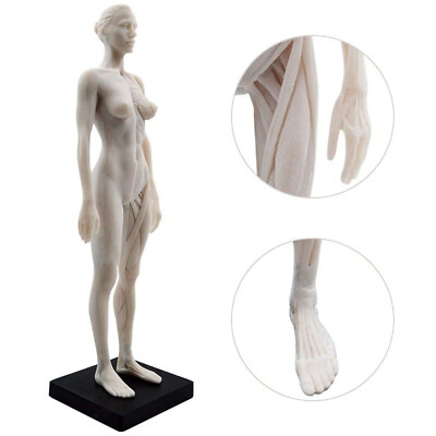 30cm Female Anatomy Figure Anatomical Model Artist Drawing Manikin Mannequin