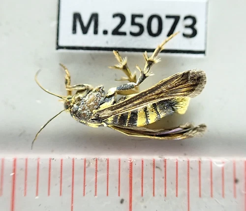 M25073. Unmounted butterflies: Moth. South Vietnam.