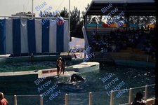 1978 35mm slide Miami Seaquarium Orca Show Performance #3411