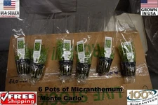 6 Pots of Micranthemum Monte Carlo   Aquarium aquascaping planted tank RARE 