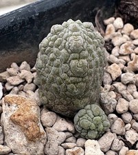 Pseudolithos harardheranus x caput-vipera piccolo clone di see-d dorstenia