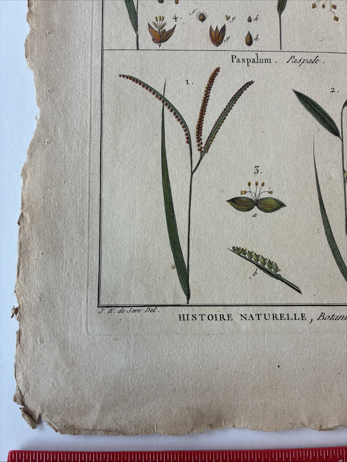 Lamarck Botanical Print Histoire Naturelle, Botanique Hand Colored Book Plate 43