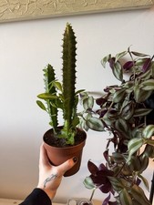 Cactus Euphorbia Acruensis (Desert Candle/ Cowboy cactus)