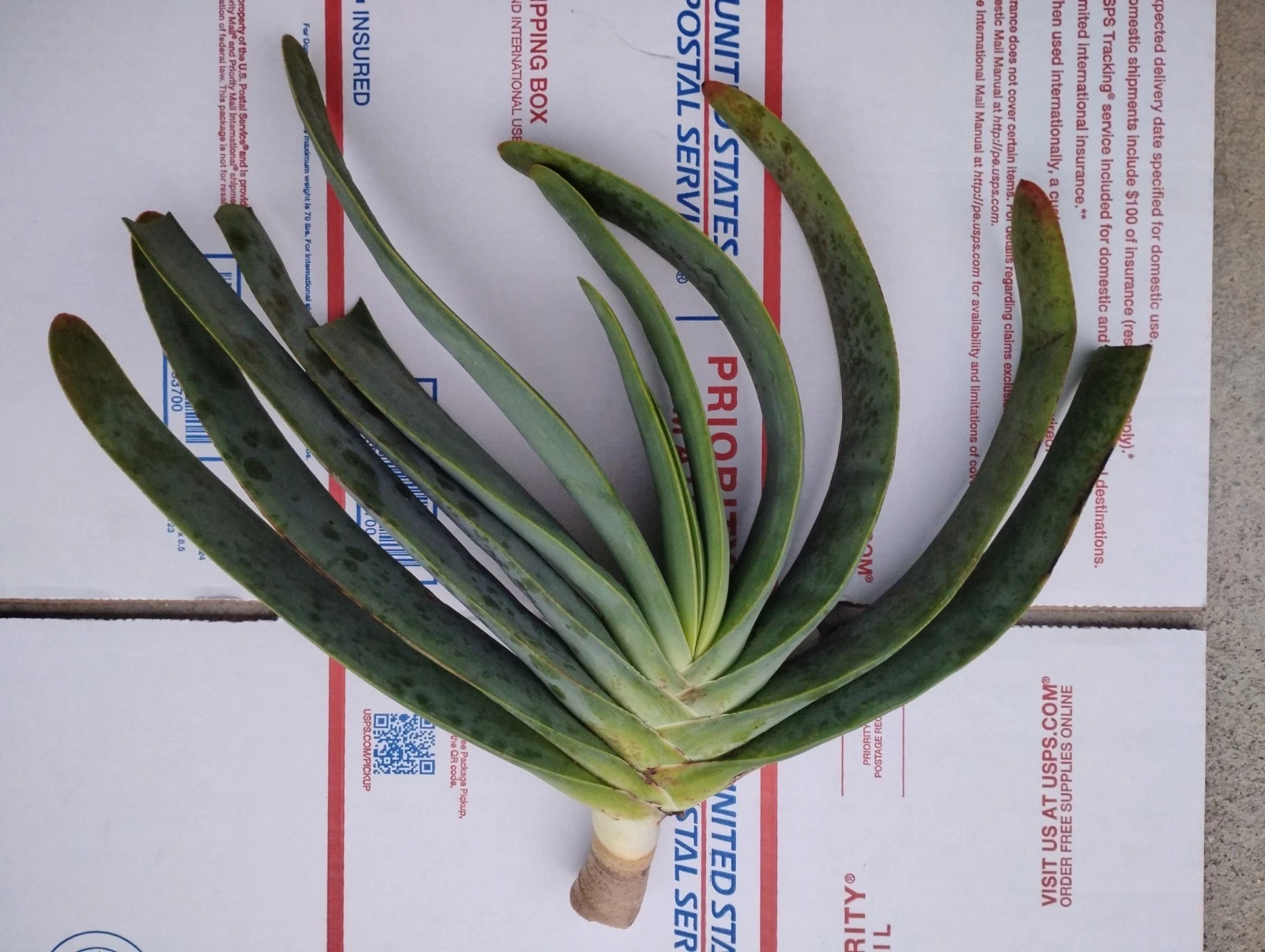 Aloe plicatilis Multi Fan Leaves Thick Trunk Collectors specimen Over 15" -nice!