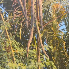 20 Organic Moringa Oleifera Drumstick Seeds NON GMO for Planting Fresh Florida