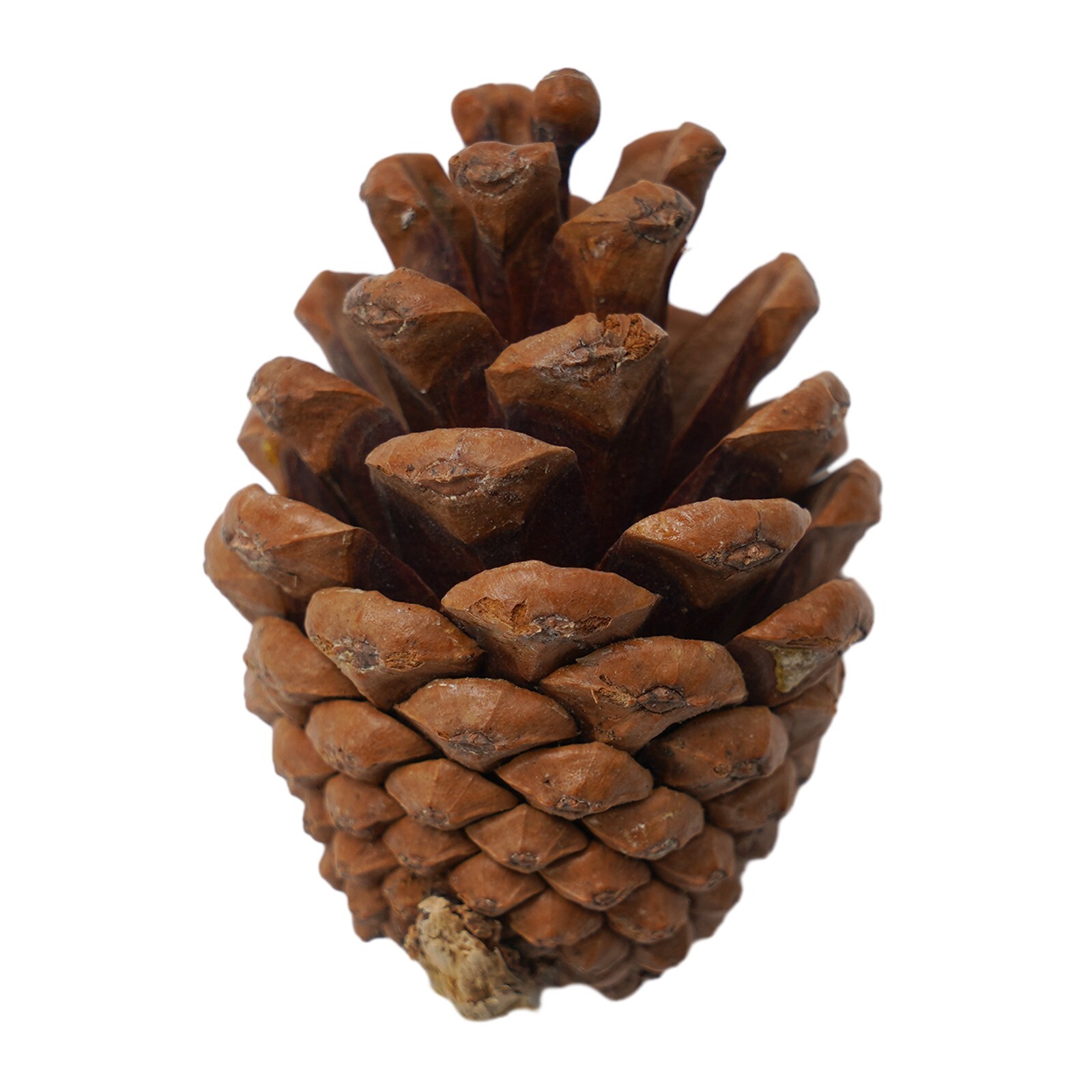 Set Fall Harvest Decors Prop Artificial Mini Pumpkin Gourd Acorn Berries Leaf.