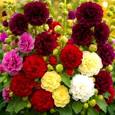 200+ HOLLYHOCK AUTUMN MIX SEEDS HUMMINGBIRD HUGE FLOWERS BEES FREE