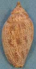 Harpulina Lapponica 87mm S India Offshore