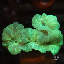 Fox Coral - NOT WYSIWG | Live LPS Coral | Aquacultured